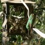 Hummingbird Photo: febrero 2 023